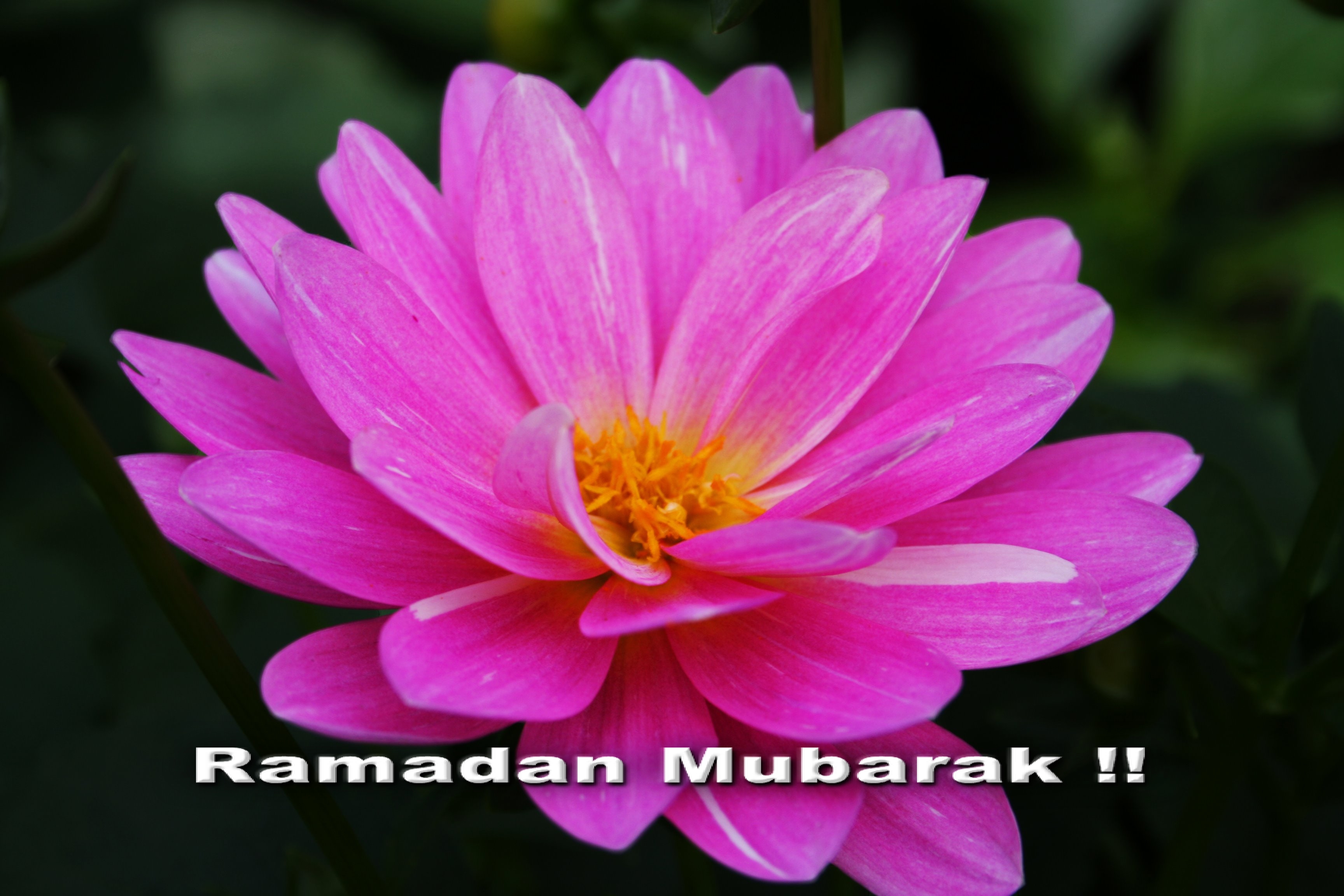 Happy Ramzan, Ramzan Mubarak, Ramzan Special, Ramzan - Dia 2 Setembro - HD Wallpaper 