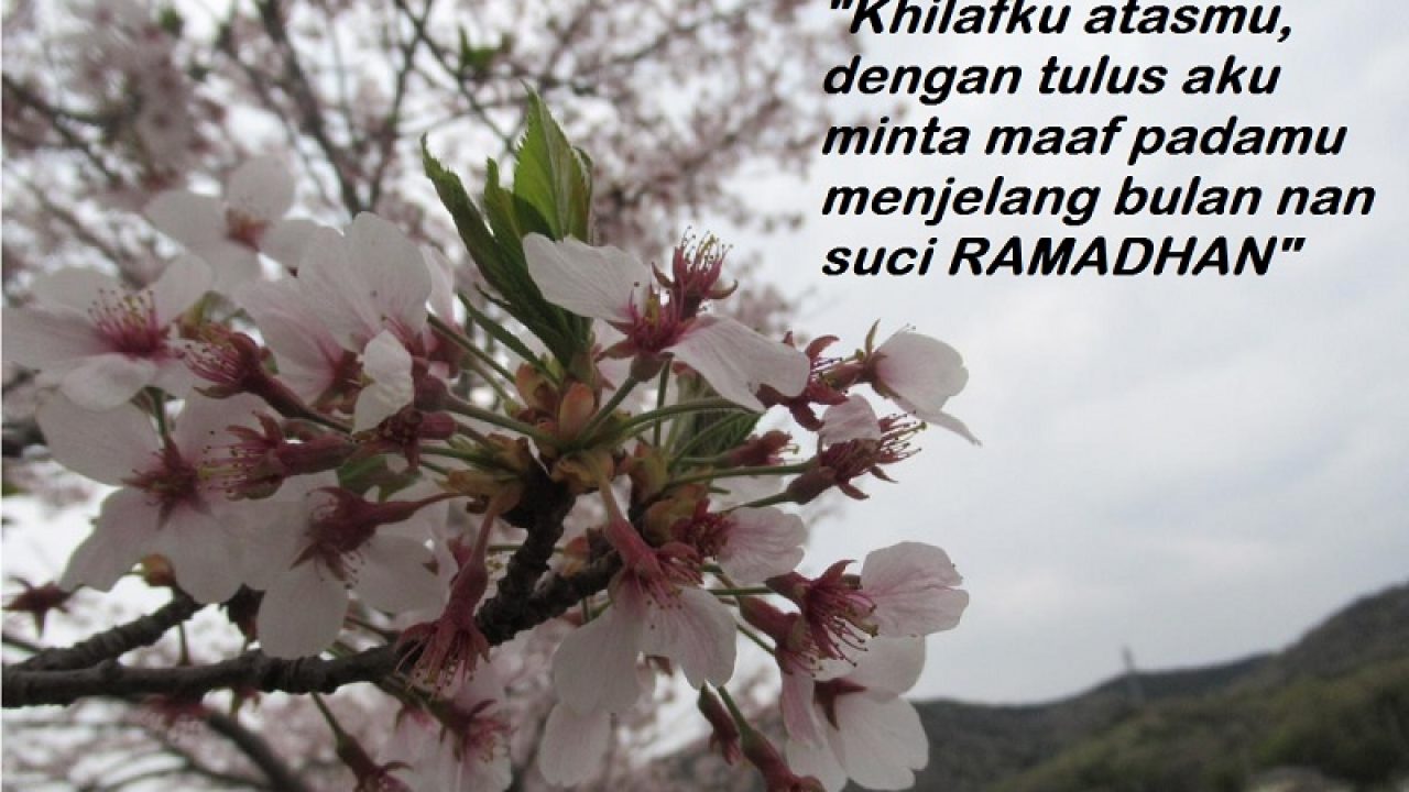 Cherry Blossom - HD Wallpaper 