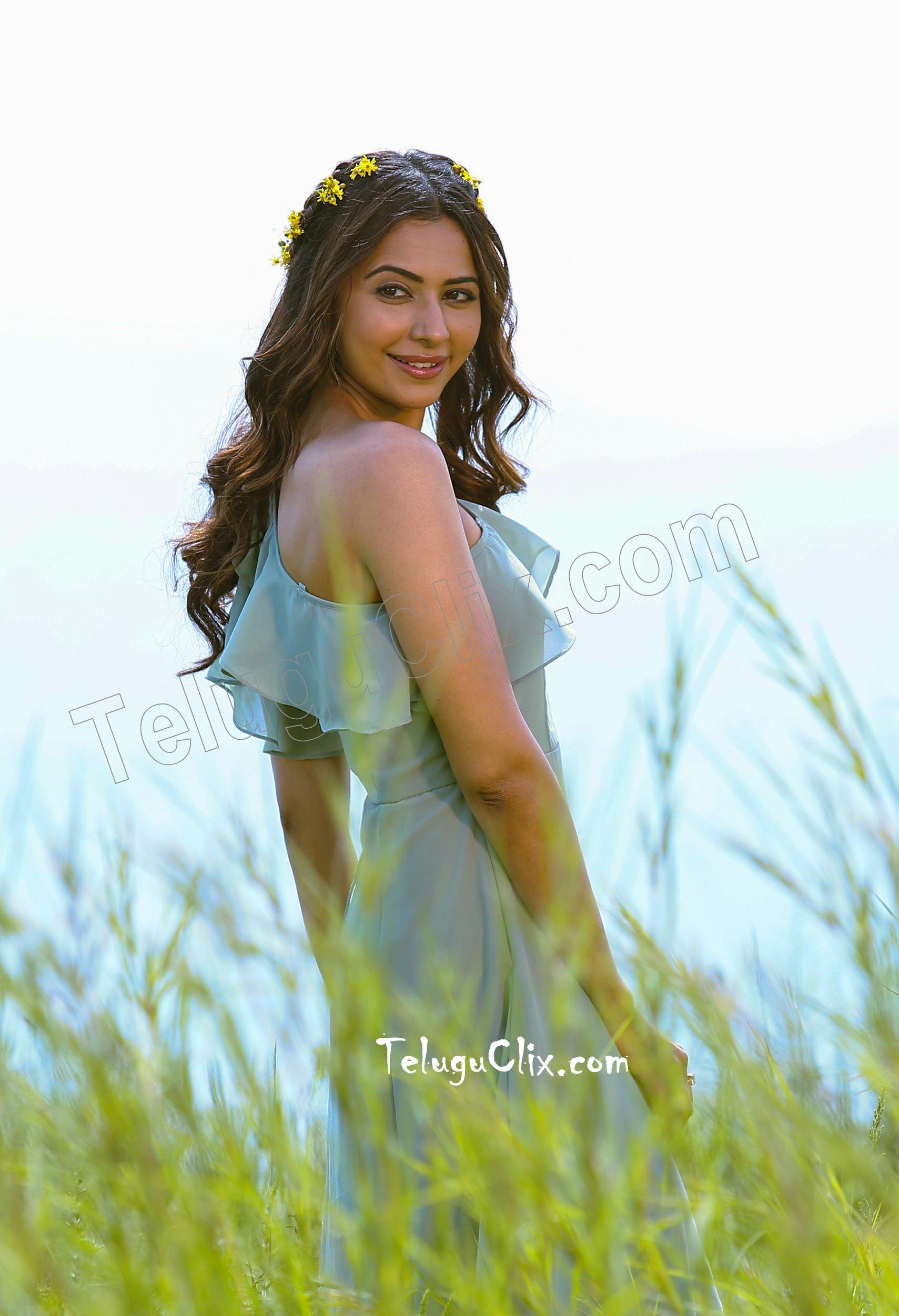 Rakul Preet Singh In Dev Hd - Girl - HD Wallpaper 