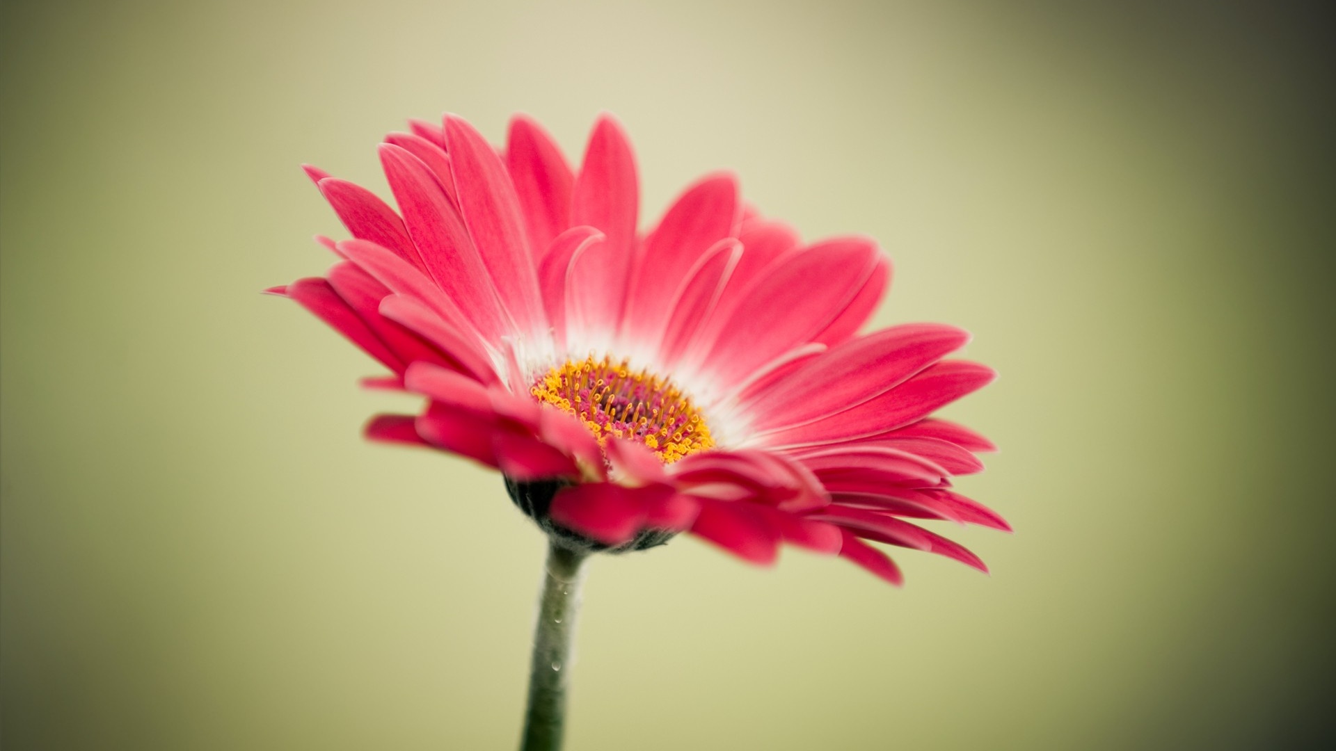 Red Flower Wallpaper Wallpapers Mrwallpaper - Quotes With A Flower - HD Wallpaper 