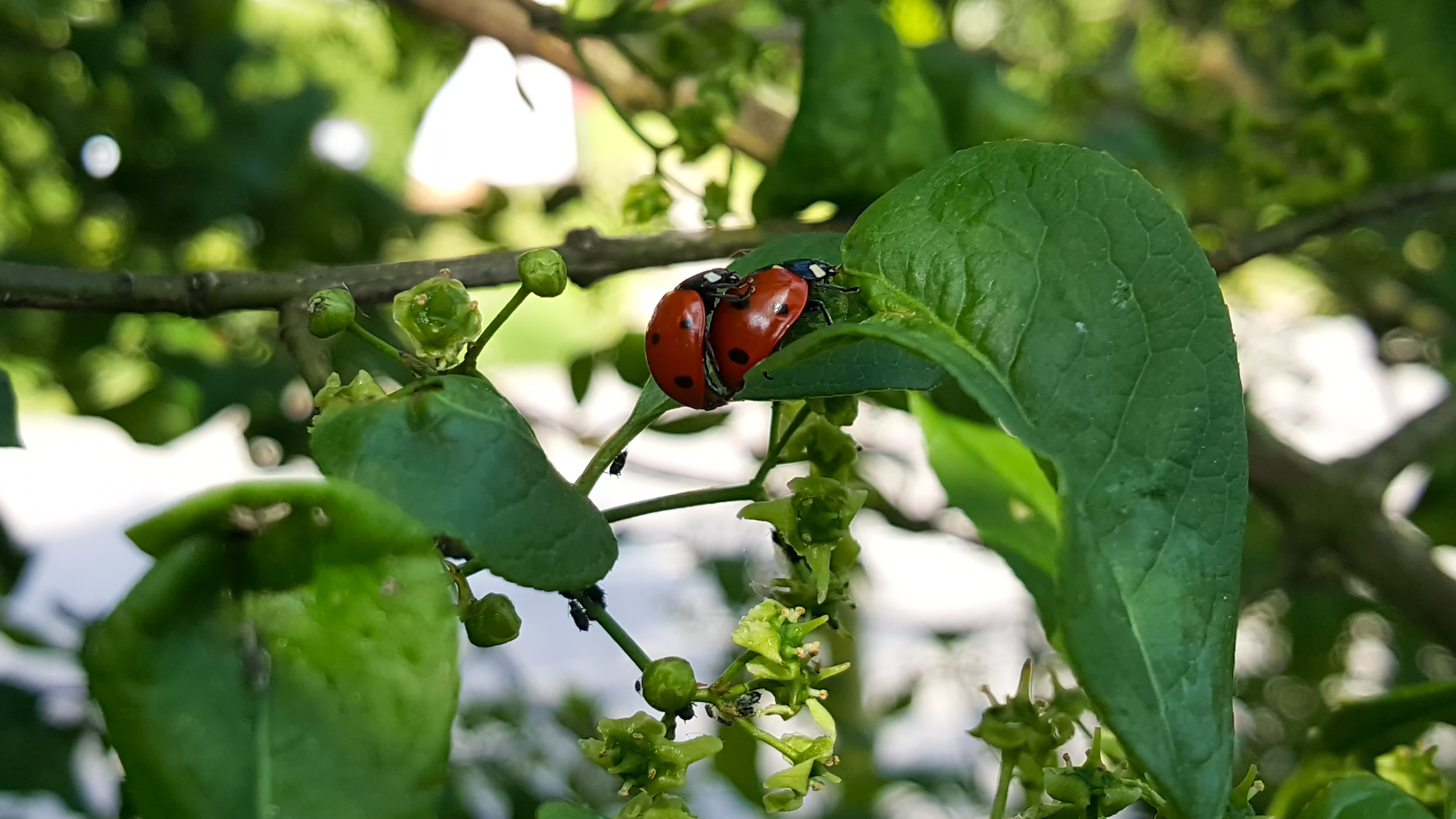 Peanut Butter Fruit - HD Wallpaper 