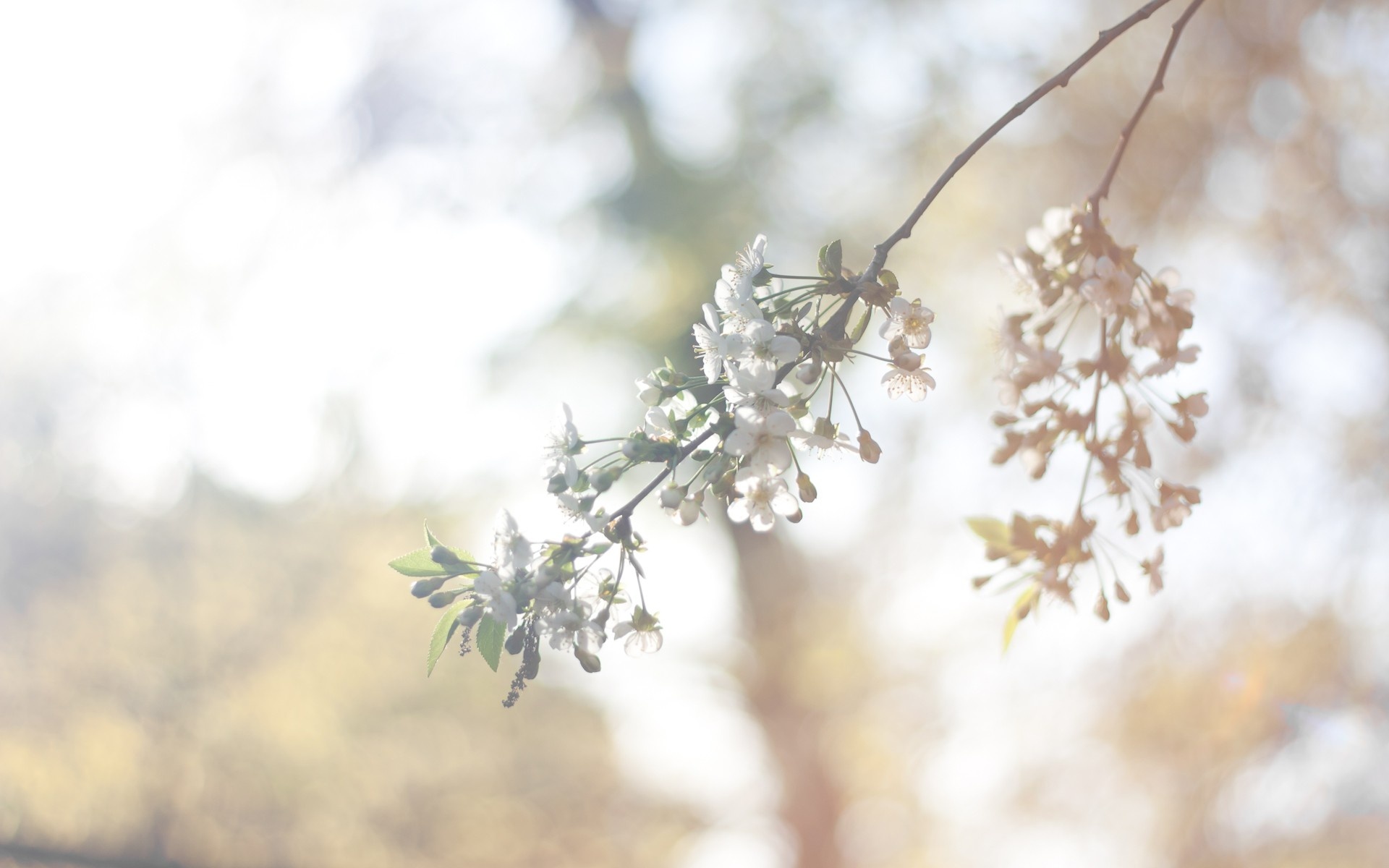 Flower Vintage Background Hd - HD Wallpaper 