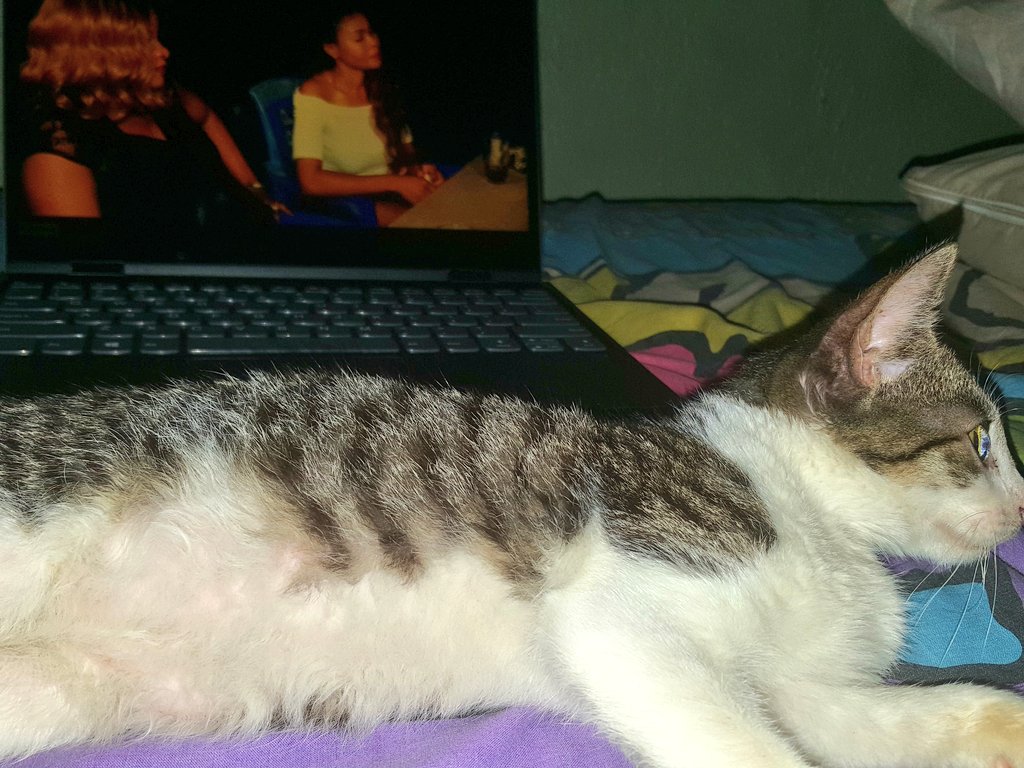 Domestic Short-haired Cat - HD Wallpaper 