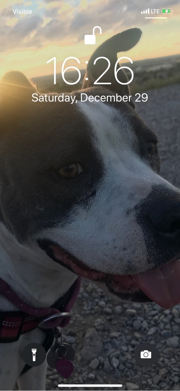 Jaime Ponce De Leon - Companion Dog - HD Wallpaper 