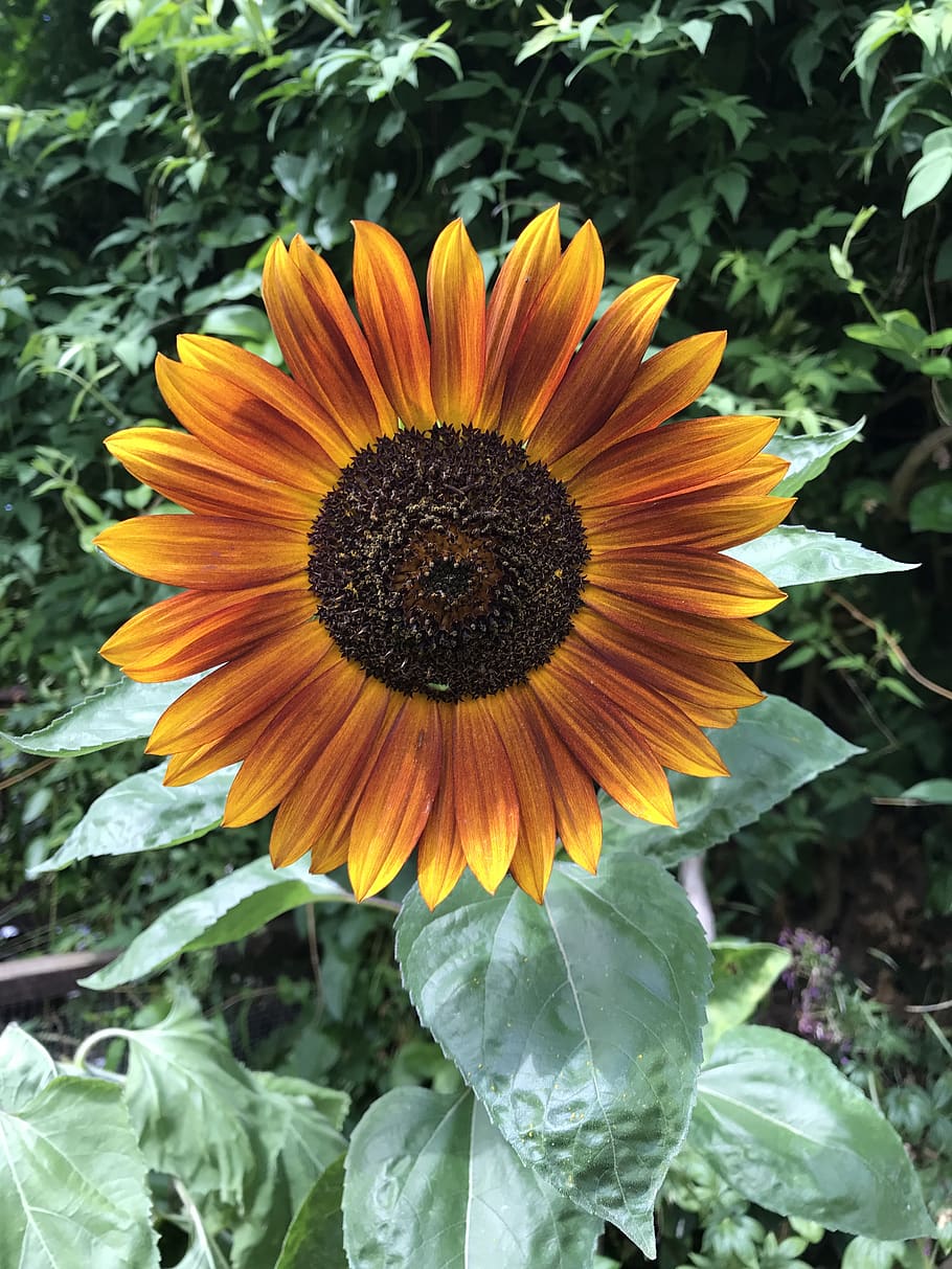 Sunflower, Garden, Yellow, Lockscreen Wallpaper, Plant, - Sunflower - HD Wallpaper 