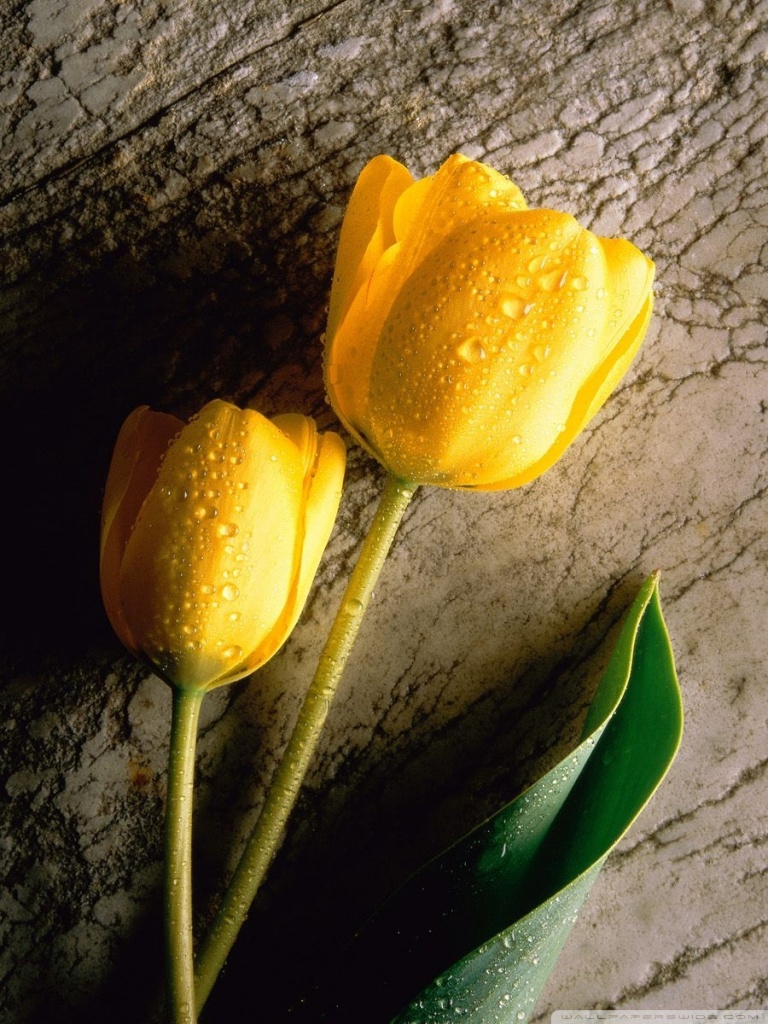 Suraj Name Hd Wallpaper 768x1024 Wallpaper teahub.io