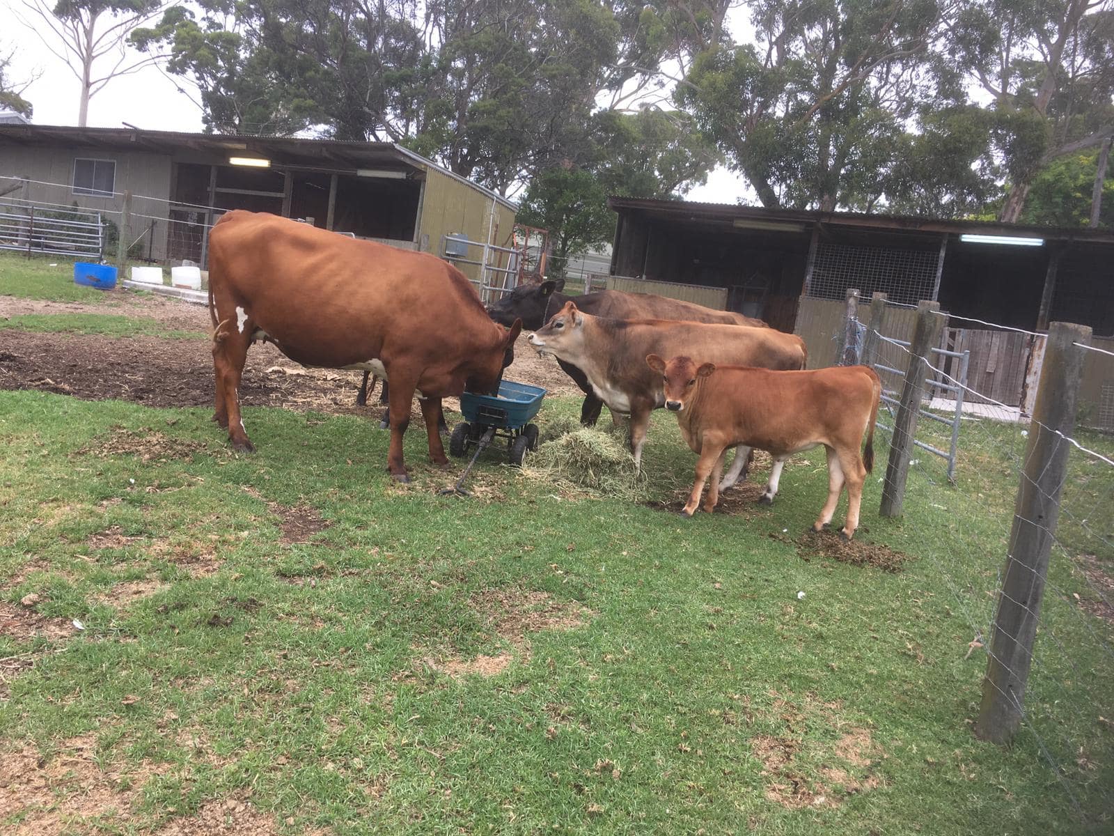 Dairy Cow - HD Wallpaper 