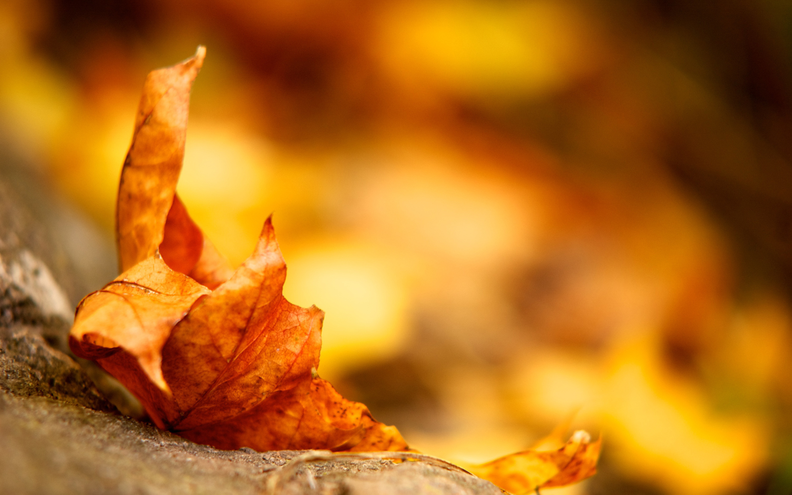Autumn Leaves Background - HD Wallpaper 