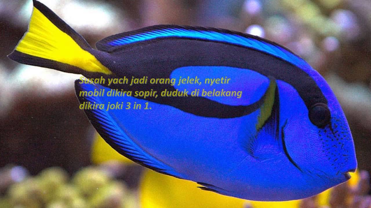 Kumpulan Foto Lucu Bikin Ngakak Abis - Type Of Fish Is Dory - HD Wallpaper 