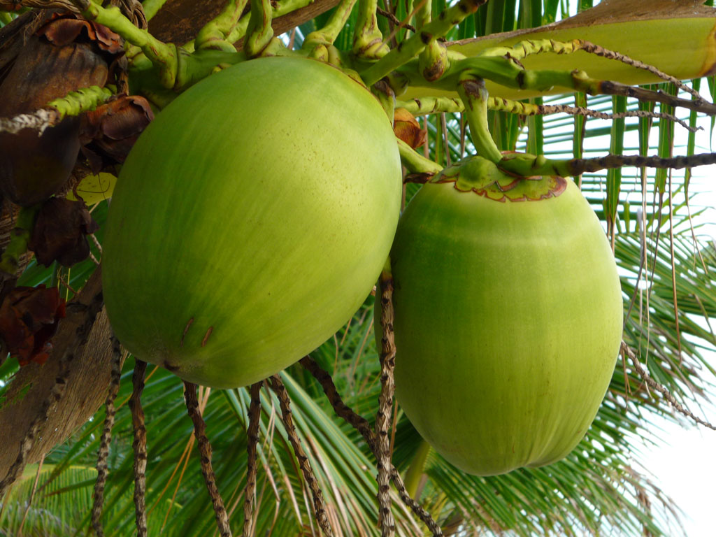 Coconut Chips - Young Coconut - 1024x768 Wallpaper Coconut Chips - Young Coconut - 1024x768 Wallpaper