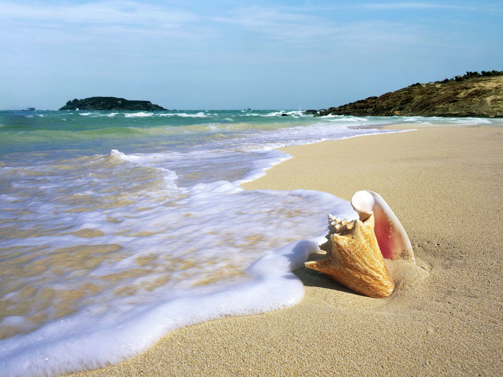 Conch Shell Ocean - HD Wallpaper 