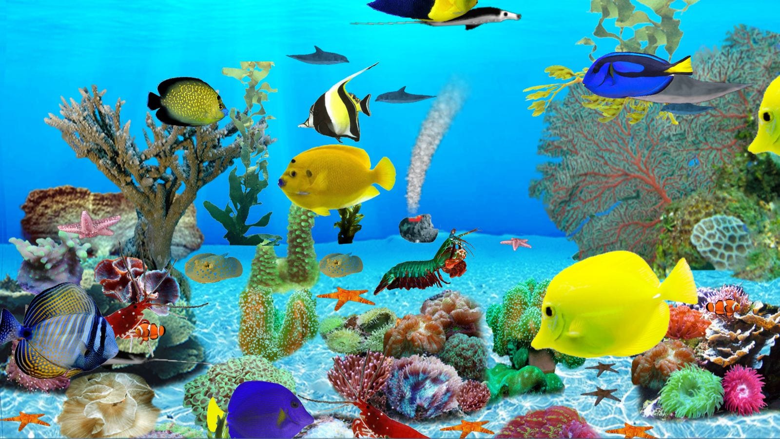 Coral Reef - HD Wallpaper 