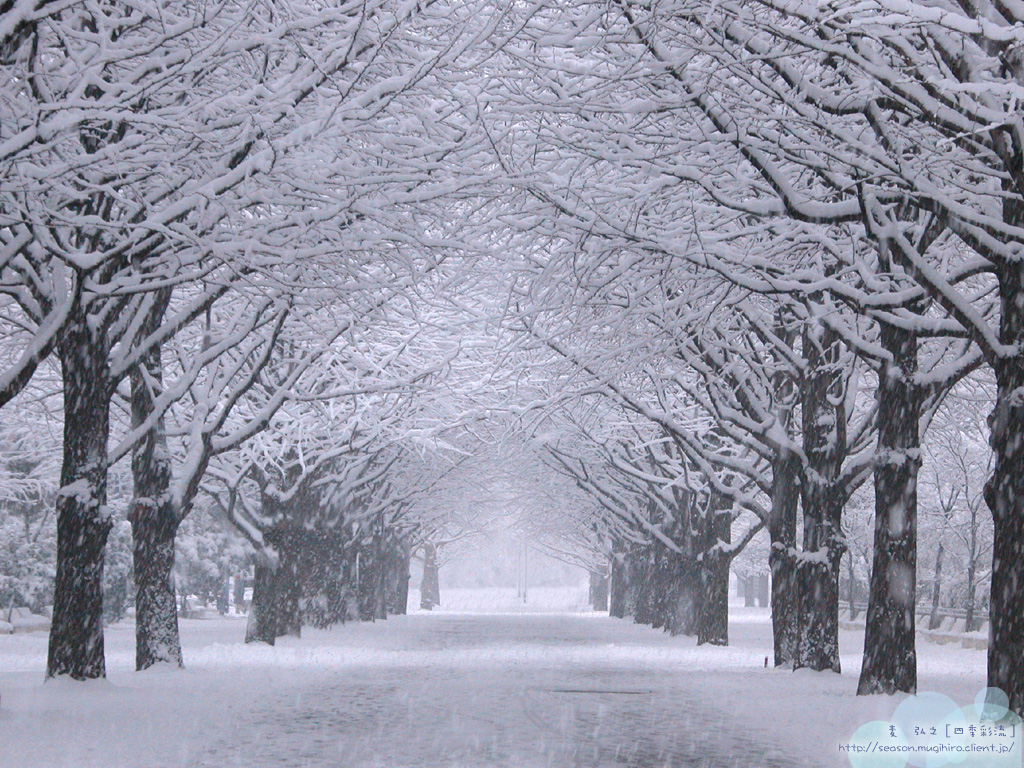 Wallpaper Musim Salju - Musim Salju Di Jepang - HD Wallpaper 