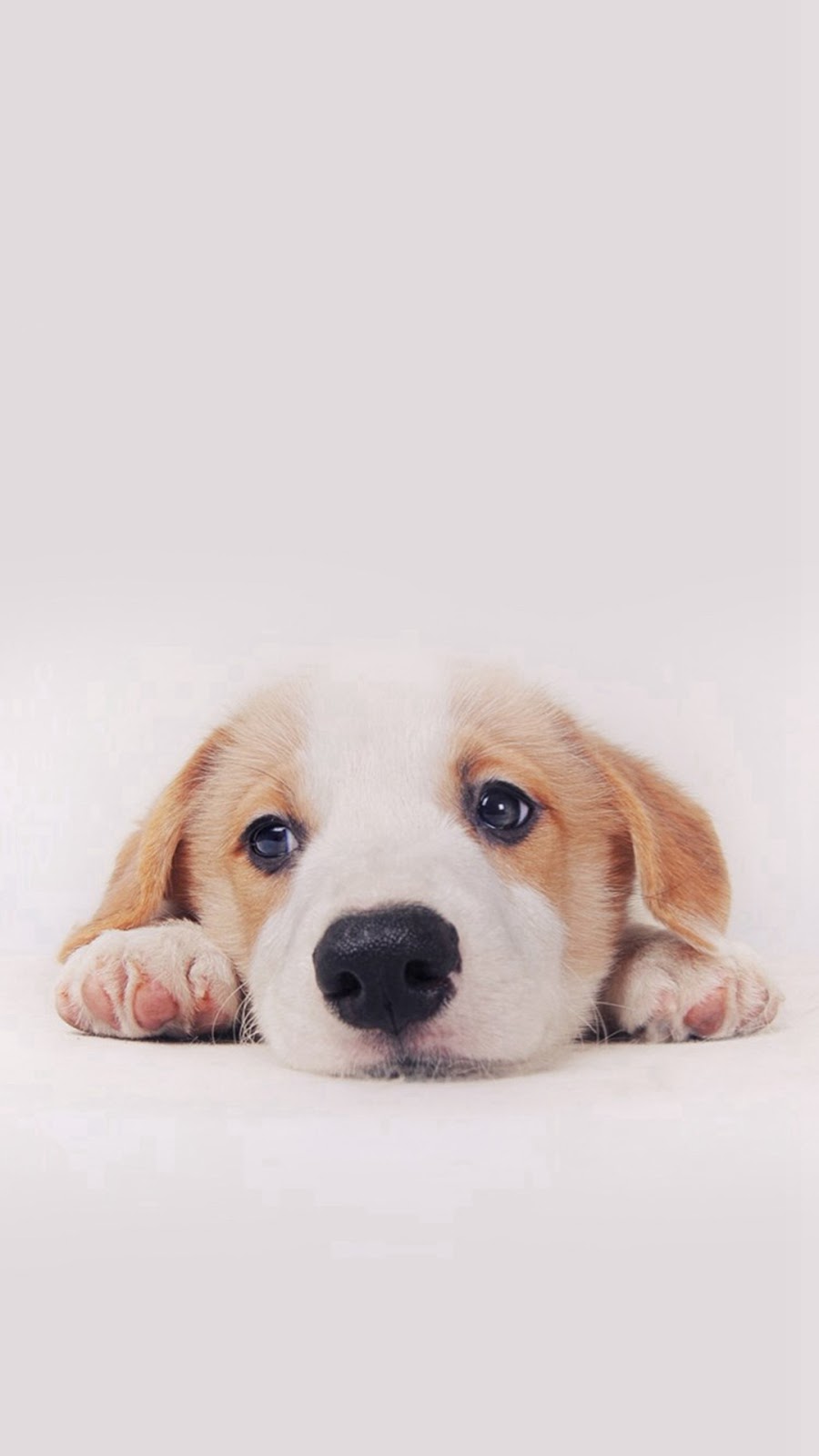 Cute Wallpapers For Iphone 6 - Cute Dog Wallpaper Iphone - HD Wallpaper 