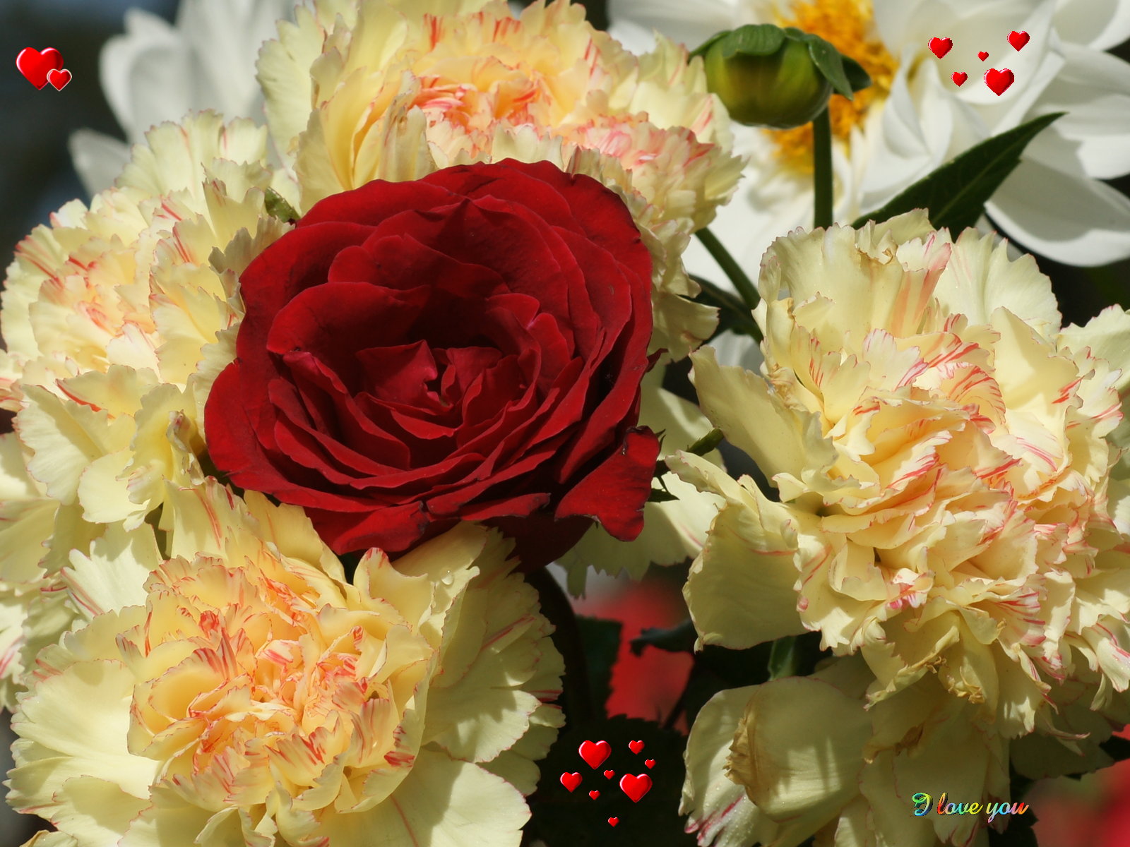 Love You Rose - HD Wallpaper 