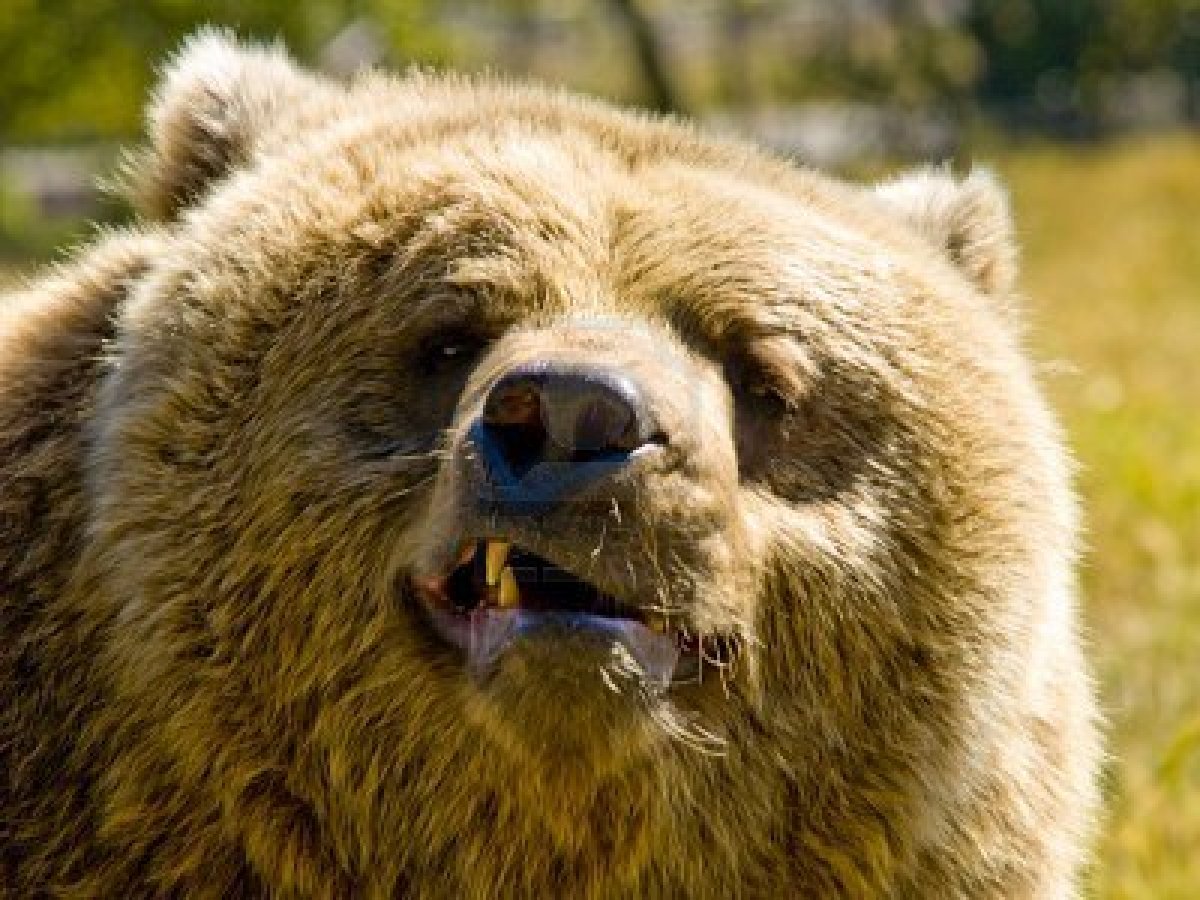 Angry Bear - HD Wallpaper 