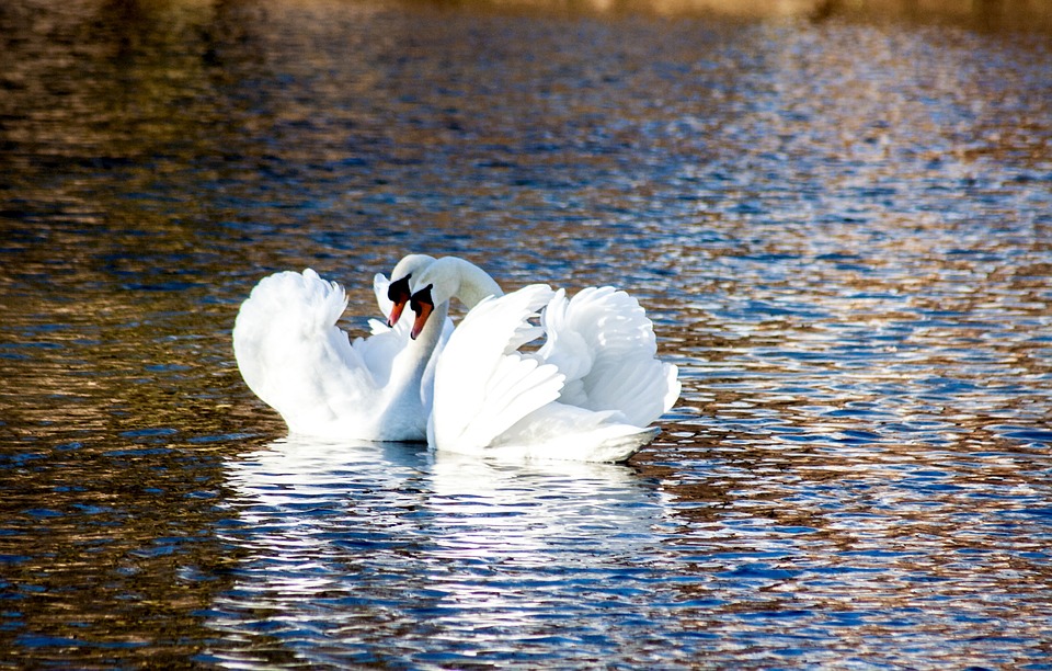 Swan Love - HD Wallpaper 