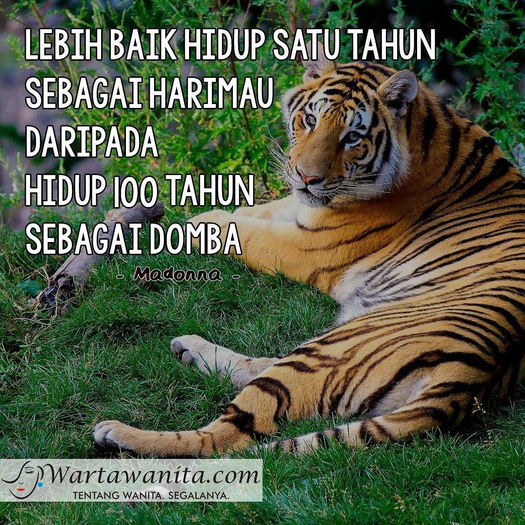 Kata Bijak Tentang Harimau - HD Wallpaper 