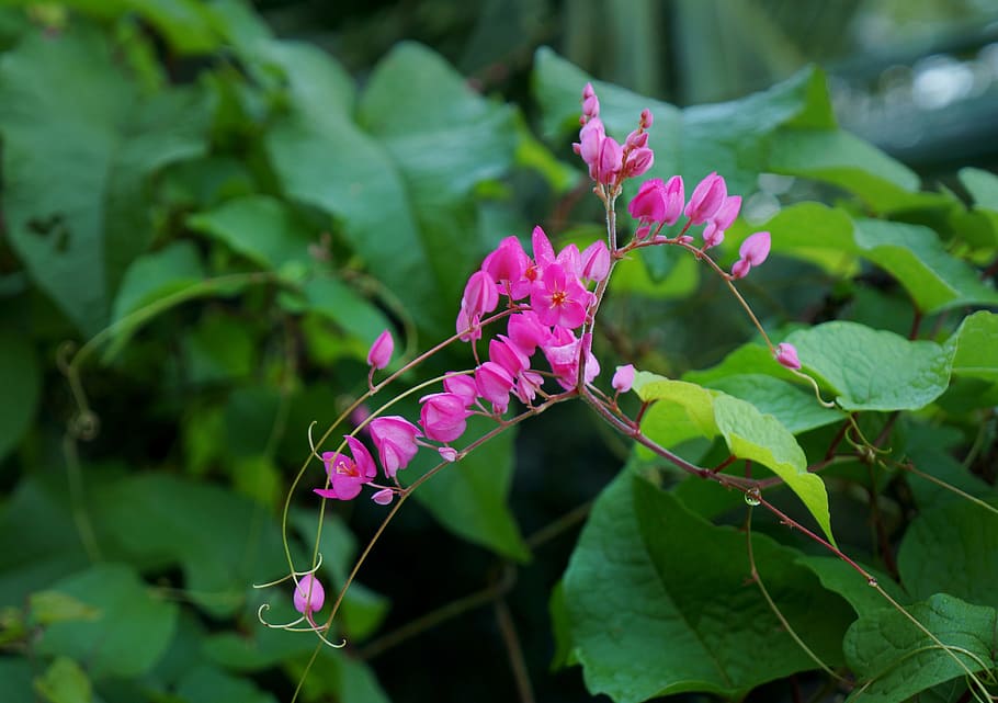 Pacific Bleeding Heart - HD Wallpaper 