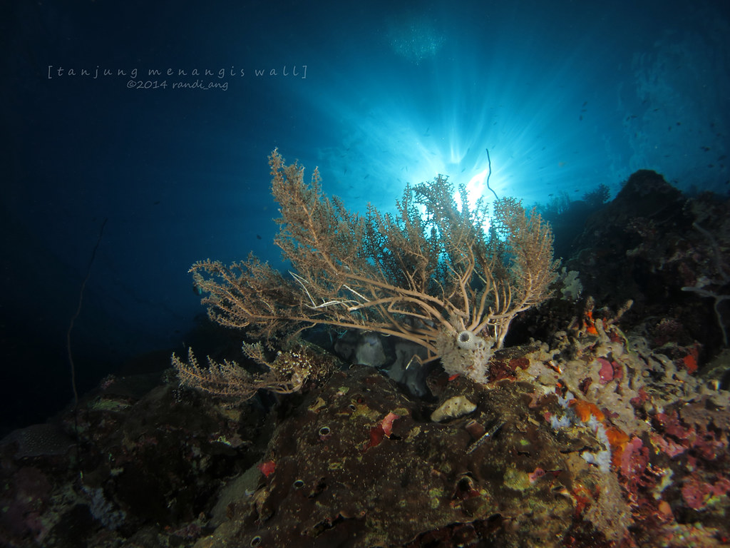 Underwater - HD Wallpaper 