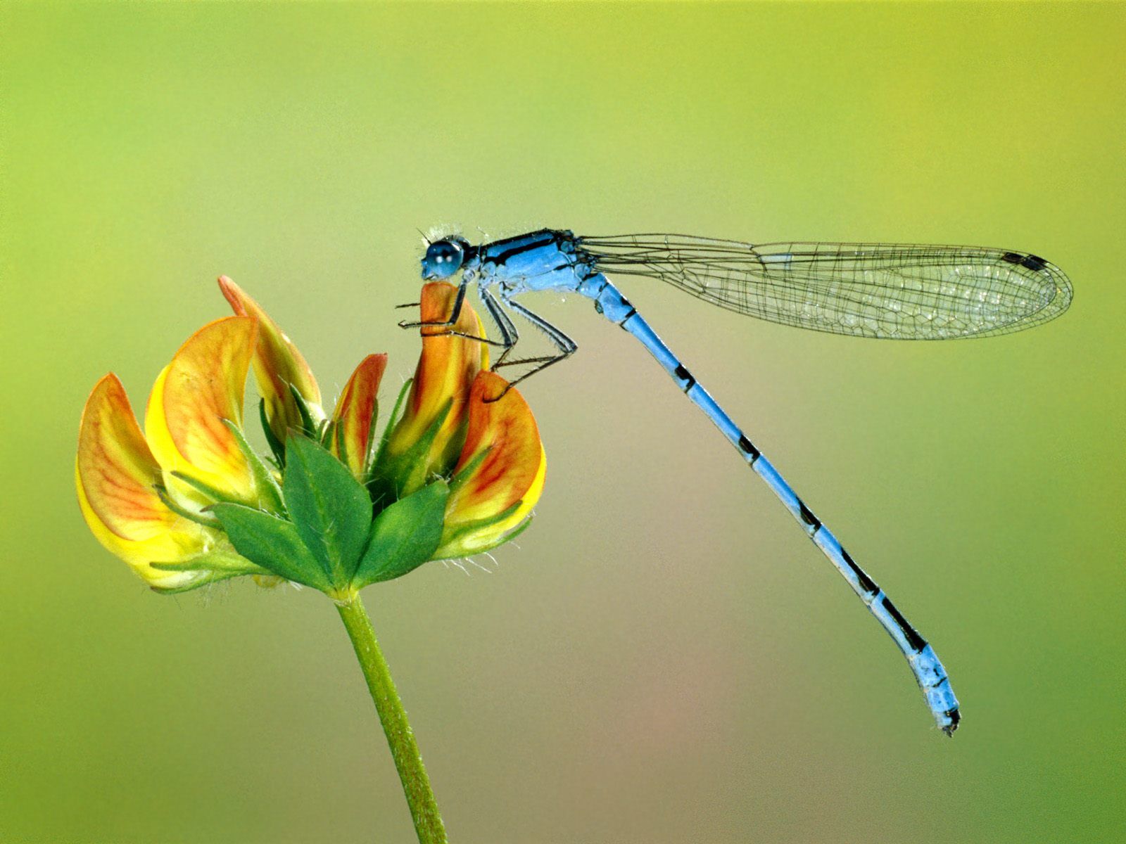 Blue Dragonfly Macro Hd Desktop Wallpaper - Dragon Fly Hd - HD Wallpaper 
