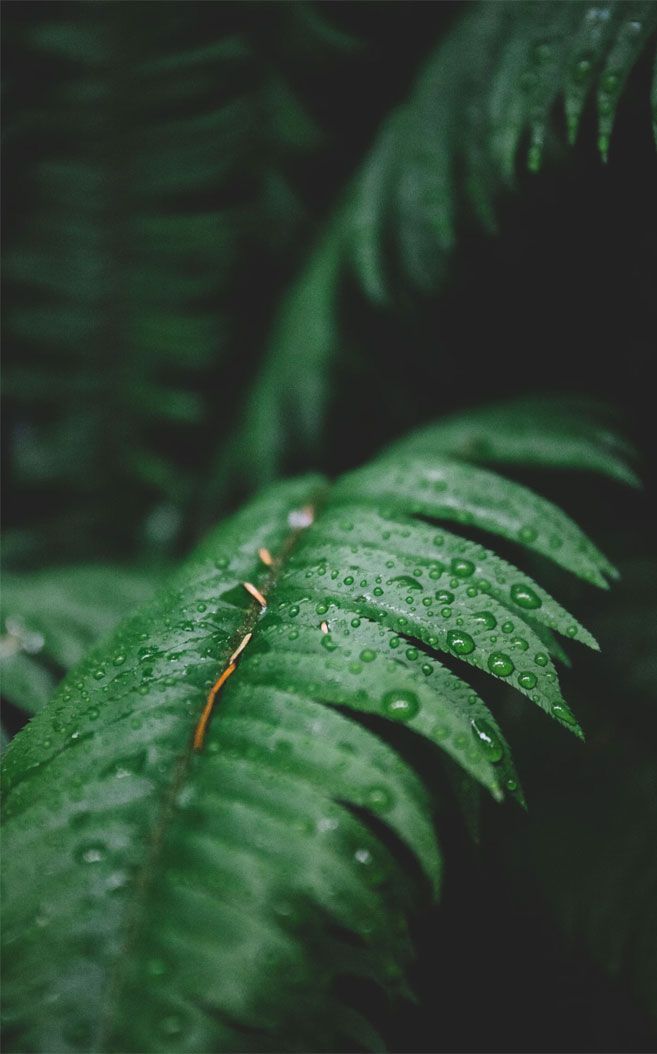 Leaves Green Iphone Background - HD Wallpaper 