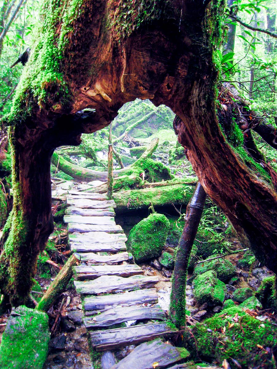 Shiratani Unsuikyo Ravine - HD Wallpaper 