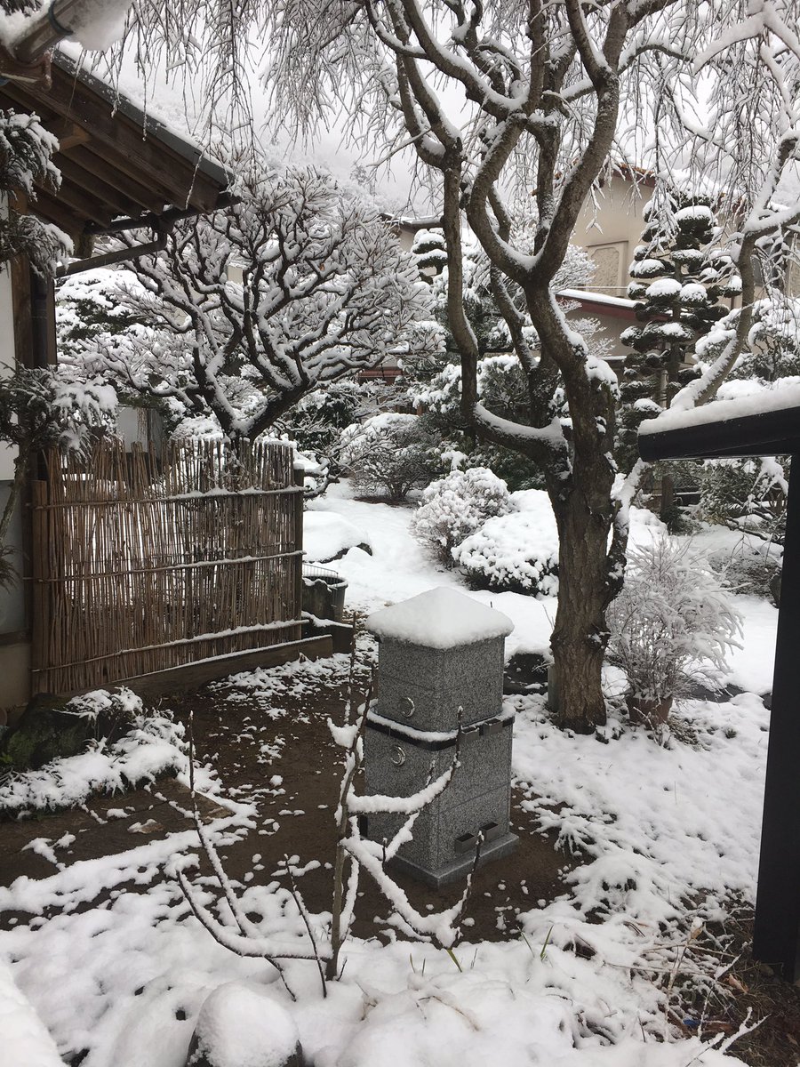 Snow - HD Wallpaper 