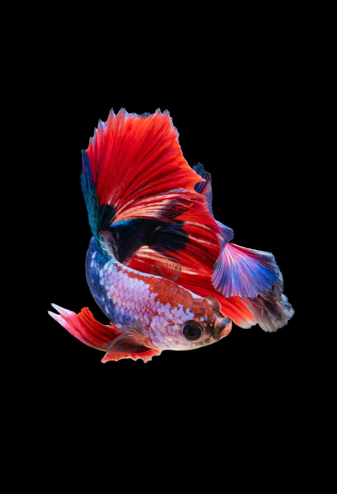 Wallpaper Iphone Black,wallpaper Iphone Tumblr,wallpaper - Betta Fish Wallpaper 4k - HD Wallpaper 