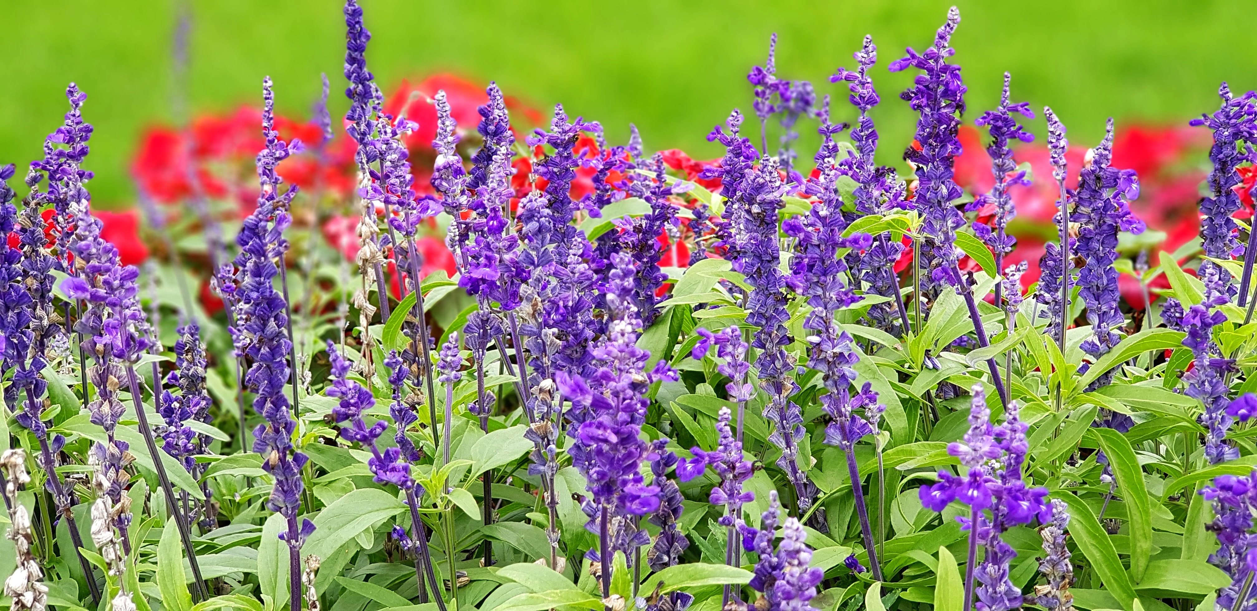 Delphinium - HD Wallpaper 