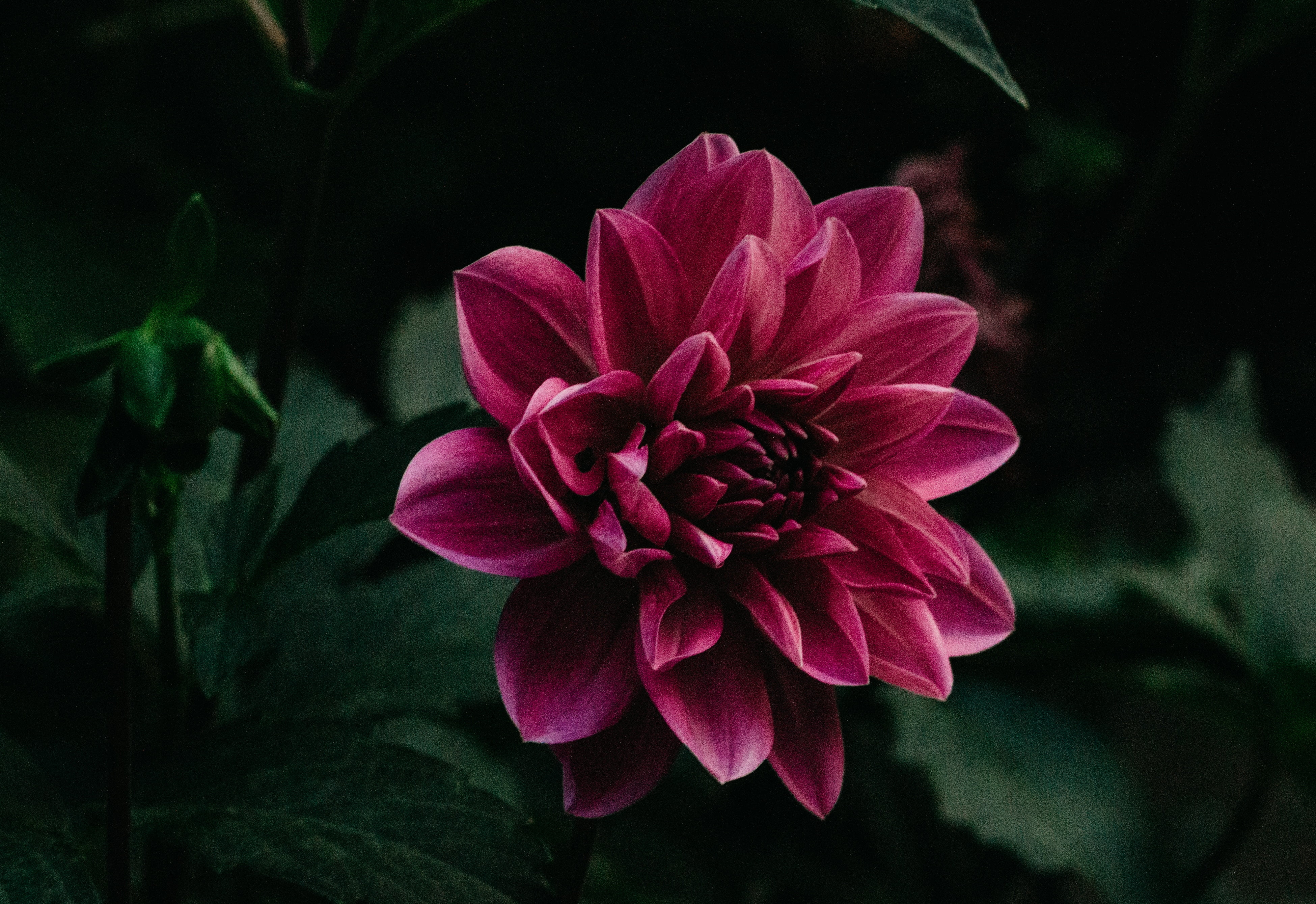 Wallpaper Bunga Ungu - HD Wallpaper 