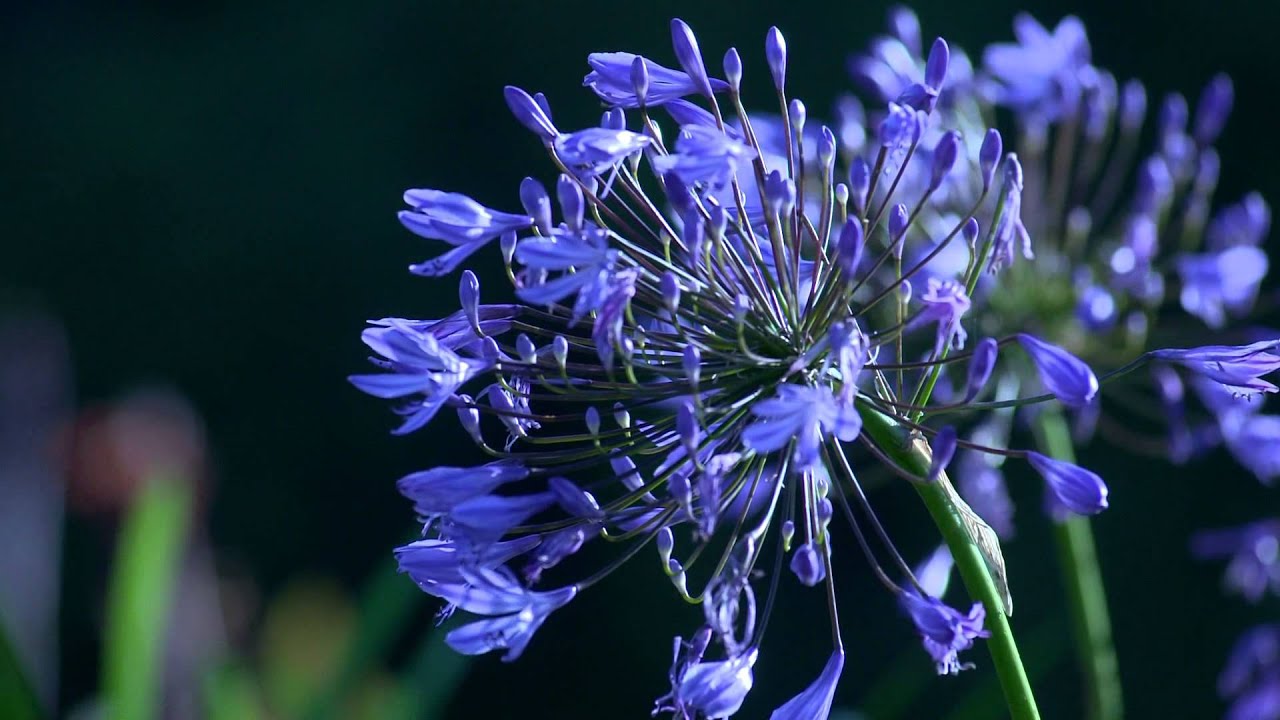 Agapanthus - HD Wallpaper 