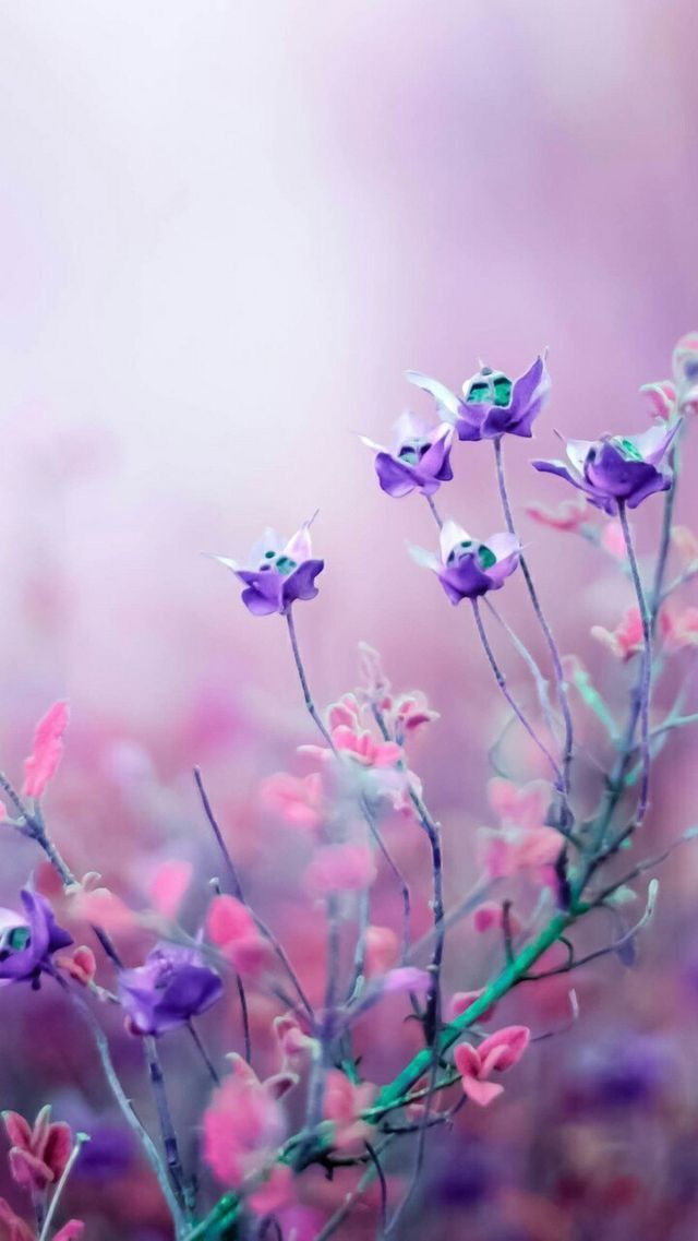Flower Nature Wallpaper For Mobile - HD Wallpaper 