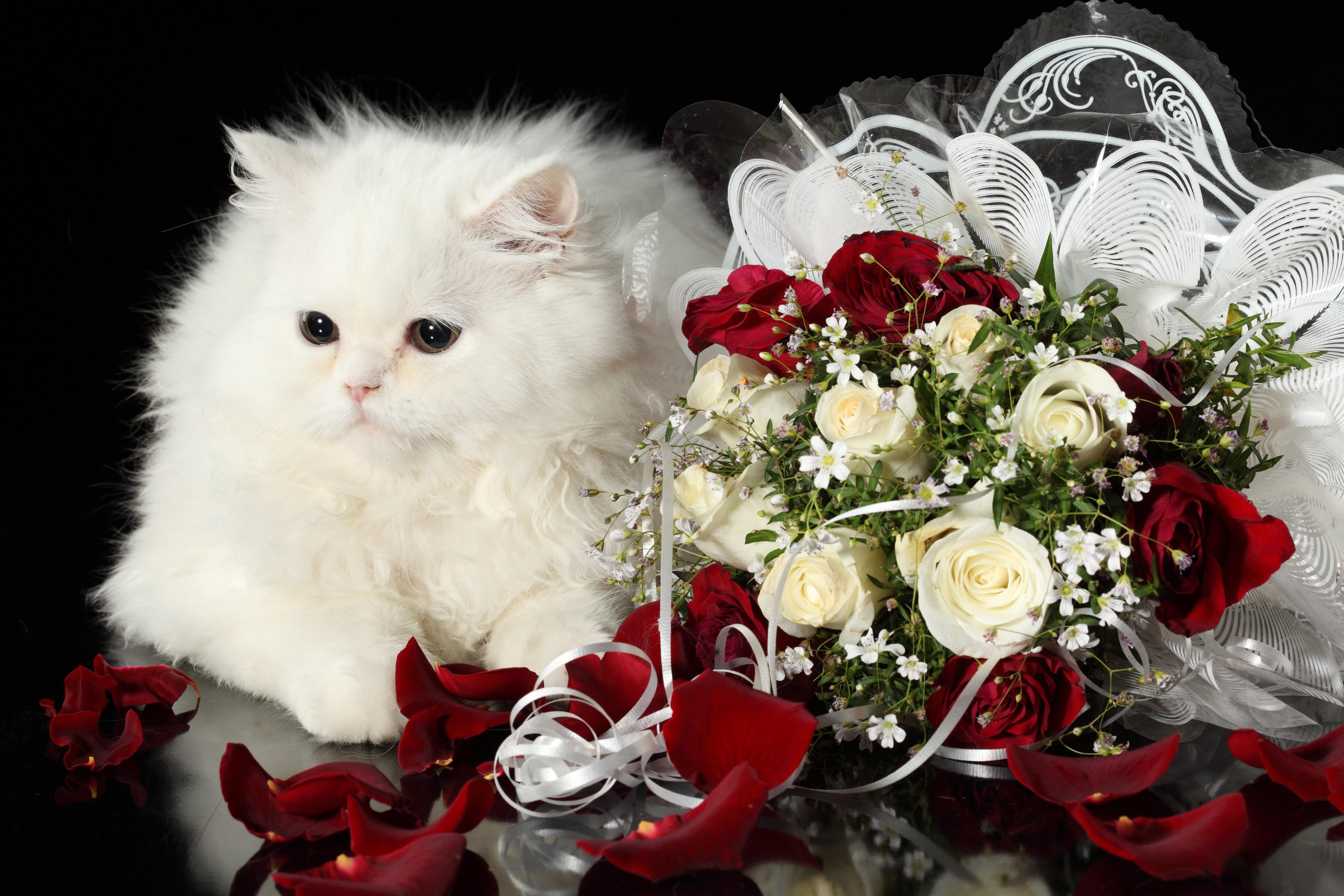 Cat, Flower, Roses 4368x2912 Wallpaper teahub.io