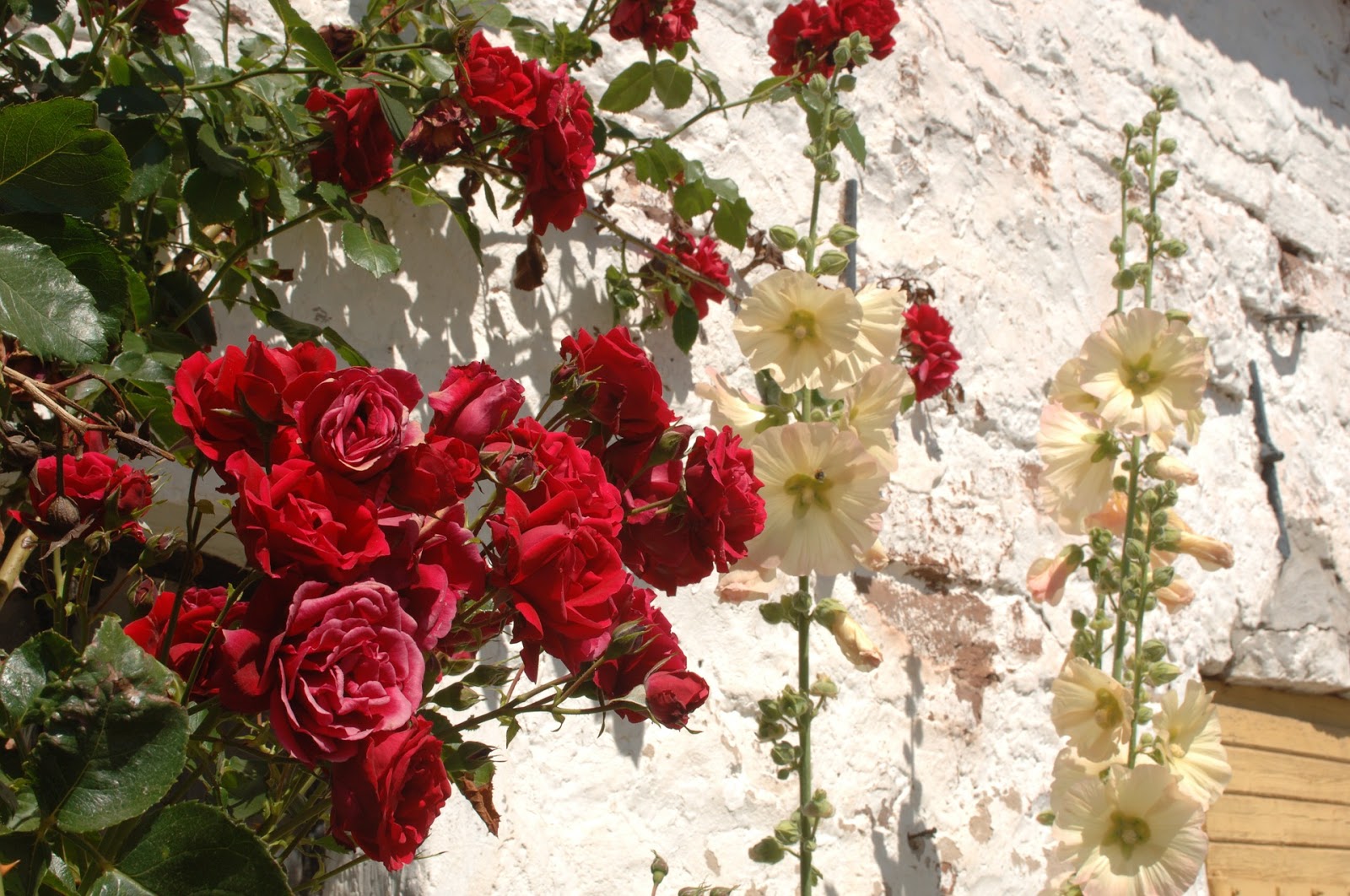Gambar Bunga Mawar Merah - Rose - HD Wallpaper 