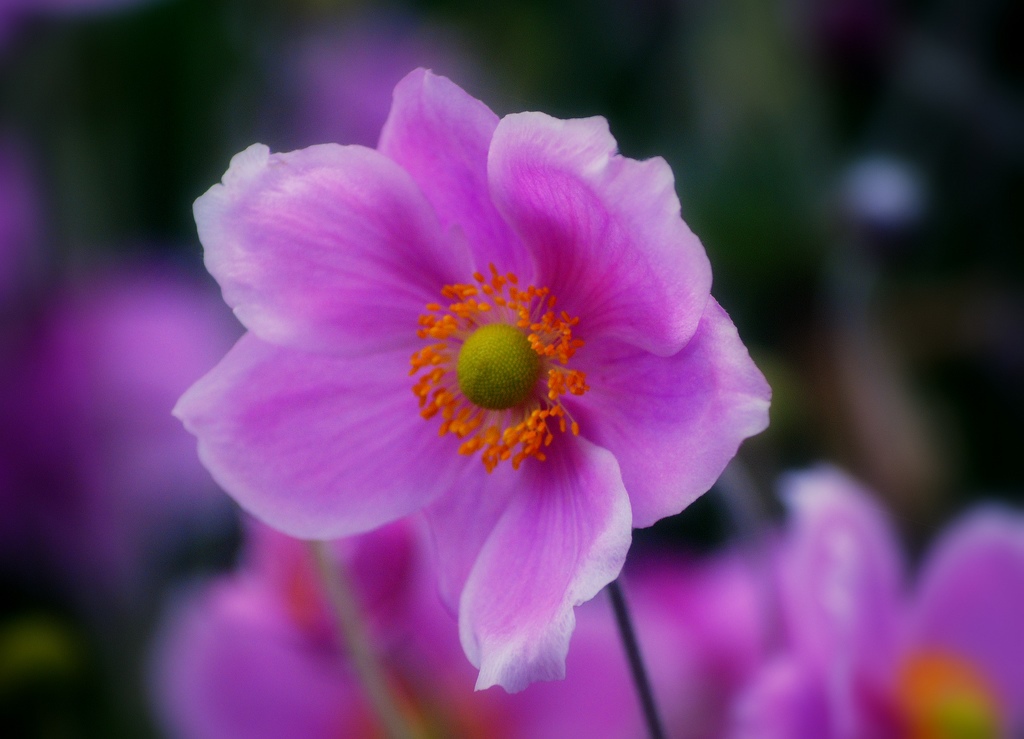 Japanese Anemone - HD Wallpaper 
