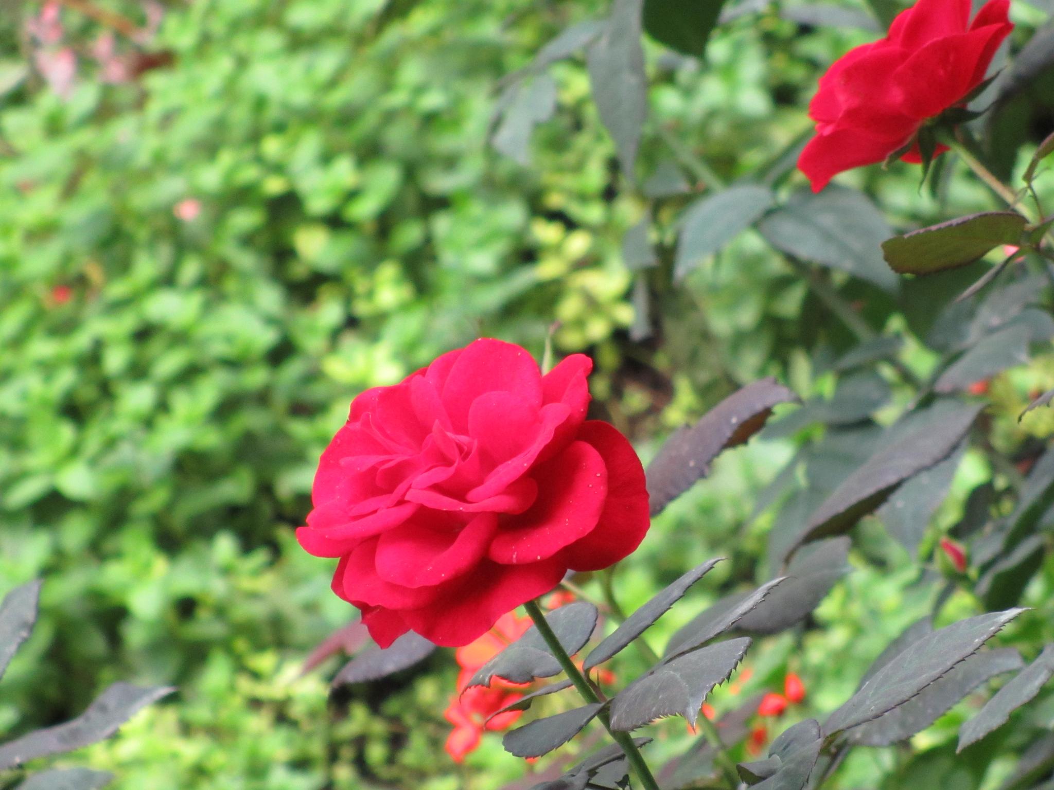 Garden Roses - HD Wallpaper 