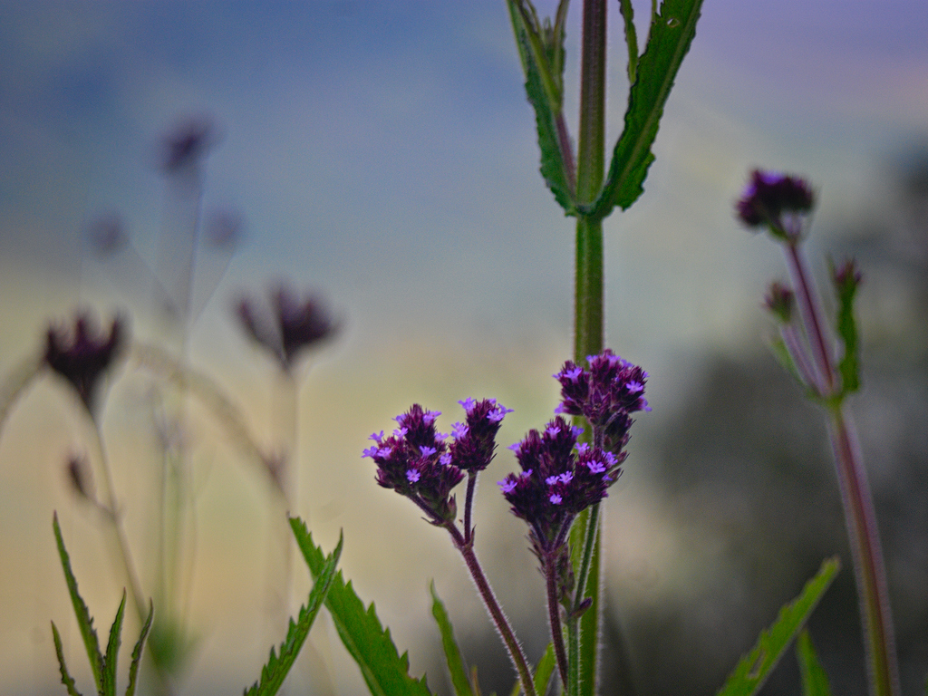 English Lavender - HD Wallpaper 