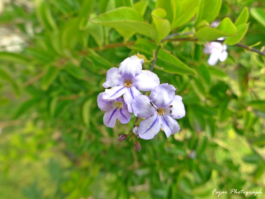 Melastome Family - HD Wallpaper 