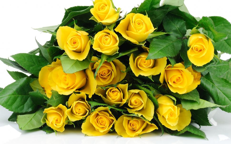 Yellow Roses Bucket Wallpaper,yellow Roses Hd Wallpaper,background - HD Wallpaper 
