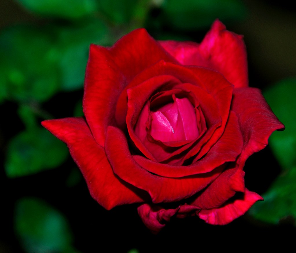 Floribunda - HD Wallpaper 