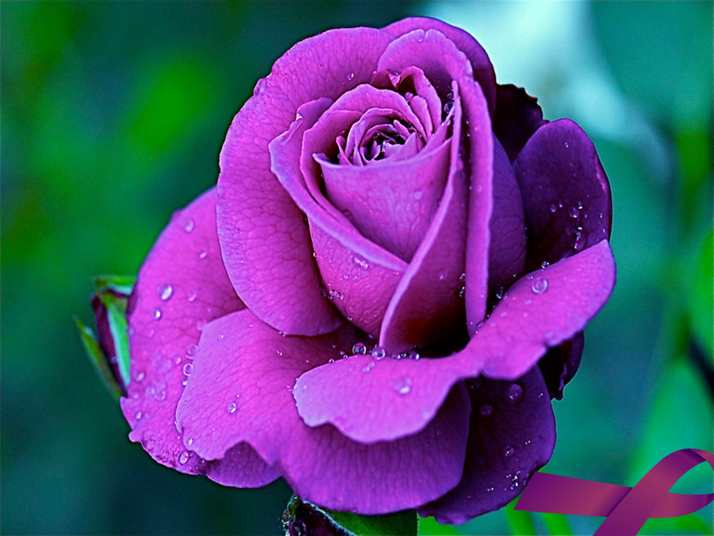 Rose Flowers Photos Gallery - HD Wallpaper 