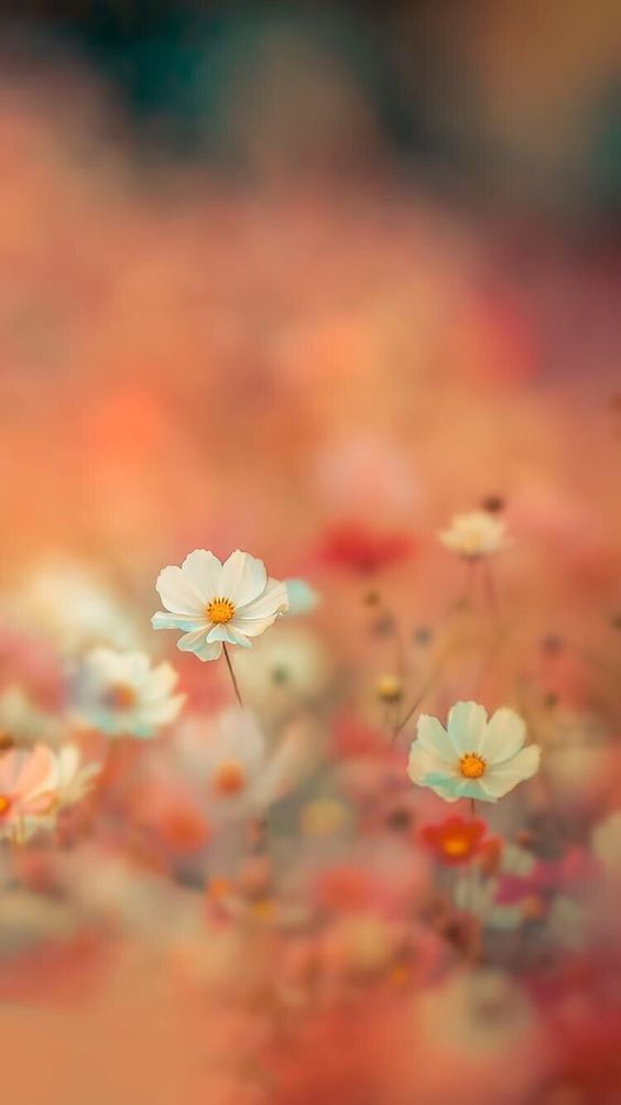 Hd Wallpaper Download Portrait - HD Wallpaper 