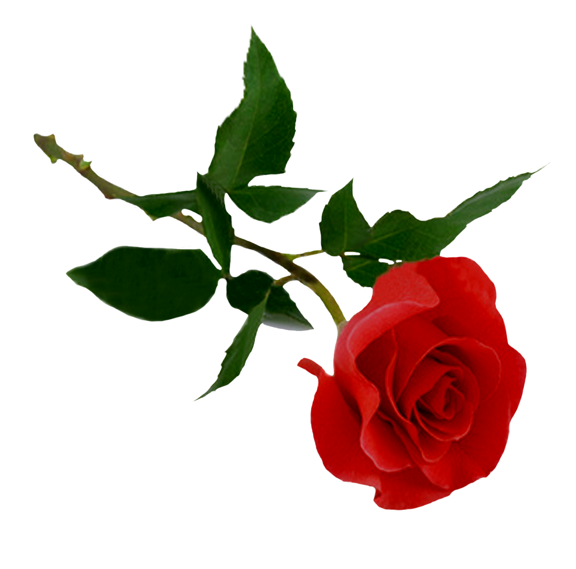 Rose Png - HD Wallpaper 