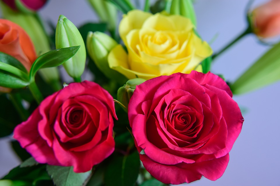 Garden Roses - HD Wallpaper 