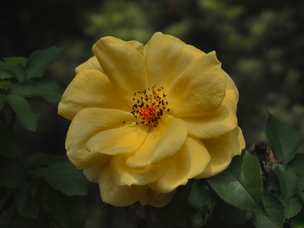 Austrian Briar - HD Wallpaper 