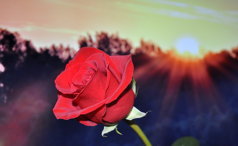 Red Roses In The Sun - HD Wallpaper 