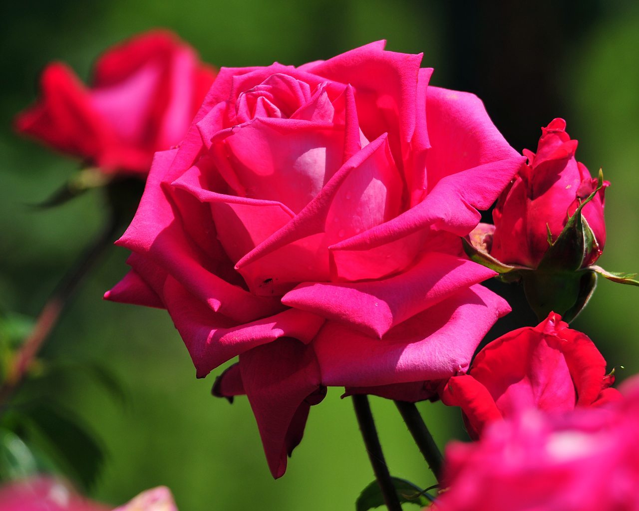 Gambar Bunga Mawar Merah - Bunga Mawar Beserta Penjelasannya - HD Wallpaper 