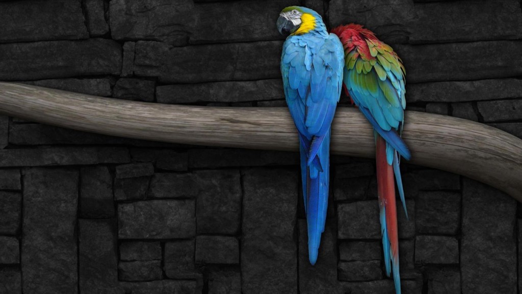 Burung Kakak Tua Macaw Biru Wallpaper Wallpaper - Parrot Os Wallpaper Hd - HD Wallpaper 