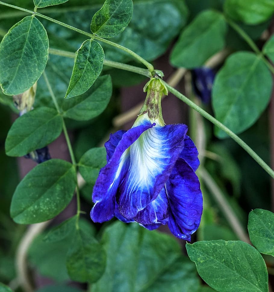 Blue Pea, Blue Pea Vine, Clitoria Ternatea, Flower, - Asian Pigeonwings